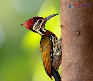 Greater Flameback_Chrysocolaptes guttacristatus