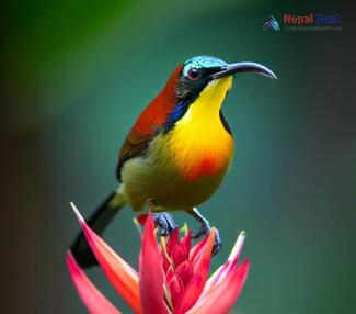 Green-tailed Sunbird - Aethopyga nipalensis