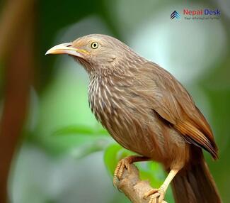 Jungle Babbler - Turdoides striata