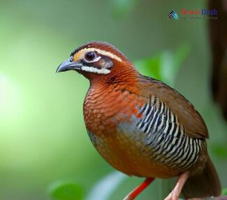 Jungle Bush-quail - Perdicula asiatica