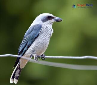 Large Cuckoo-Shrike - Coracina macei