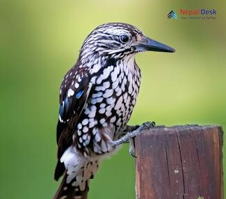 Large Spotted Nutcracker - Nucifraga multipunctata