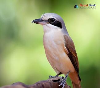 Large Woodshrike - Tephrodornis gularis