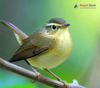 Large-billed Leaf Warbler - Phylloscopus magnirostris