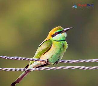 Little Green Bee-eater_Merops orientalis