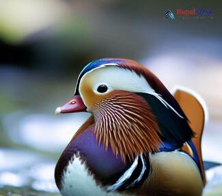 Mandarin Duck_Aix galericulata