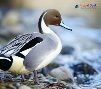 Northern pintail_Anas acuta