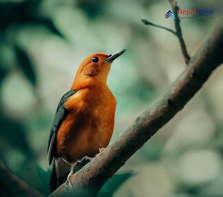 Orange-headed thrush_Zoothera citrina