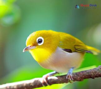 Oriental white-eye_Zosterops palpebrosus