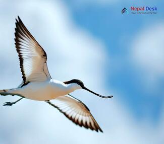 Pied Avocet_Recurvirostra avosetta