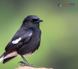 Pied Bushchat_Saxicola caprata