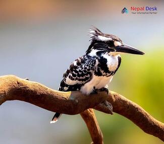 Pied Kingfisher_Ceryle rudis