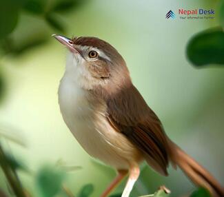 Plain Prinia_Prinia inornata