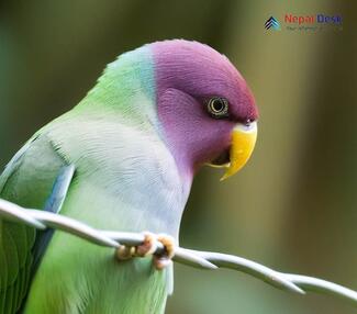 Plum-headed Parakeet_Psittacula cyanocephala