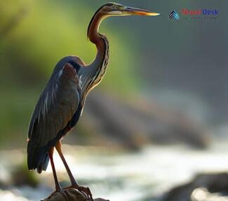 Purple Heron_Ardea purpurea