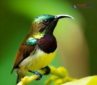 Purple-rumped Sunbird_Leptocoma zeylonica