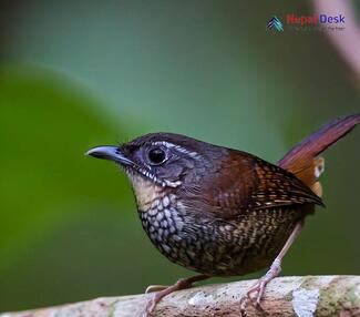 Pygmy Cupwing - Pnoepyga pusilla