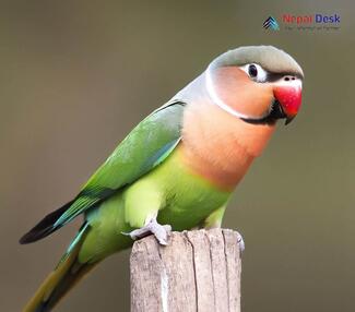 Red-breasted Parakeet - Psittacula alexandri