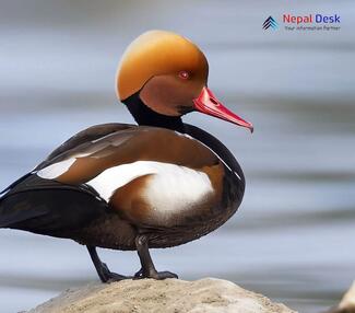 Red-crested Pochard_Netta rufina