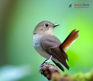 Rusty-tailed Flycatcher_Ficedula ruficauda