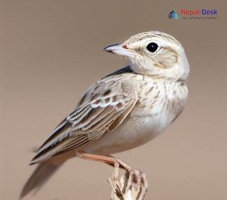 Sand Lark_Alaudala raytal