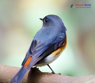 Slaty-backed Flycatcher - Ficedula erithacus