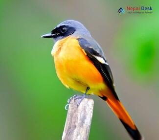 Small Minivet_Pericrocotus cinnamomeus