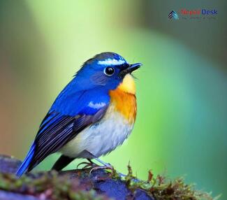 Snowy-browed Flycatcher_Ficedula hyperythra