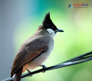 Sooty-headed Bulbul - Pycnonotus aurigaster