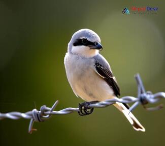 Southern Grey Shrike - Lanius meridionalis