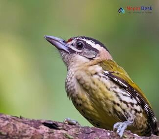 Speckled Piculet Picumnus innominatus