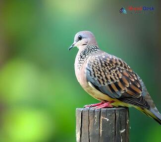 Spotted Dove - Streptopelia chinensis