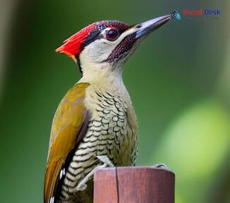 Streak throated Woodpecker - Picus xanthopygaeus