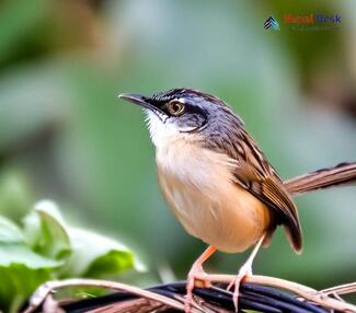 Striated Prinia - Prinia crinigera