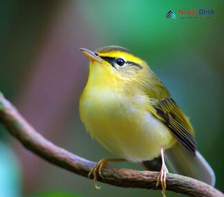 Sulphur-bellied Warbler - Phylloscopus griseolus