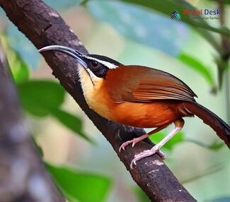 The Slender-billed Scimitar-babbler - Pomatorhinus superciliaris