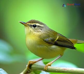 Tickell's Leaf Warbler - Phylloscopus affinis