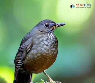 Tickell's Thrush - Turdus unicolor