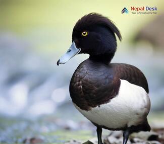 Tufted Duck_Aythya fuligula