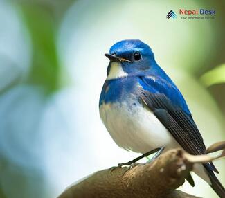 Ultramarine Flycatcher - Ficedula superciliaris