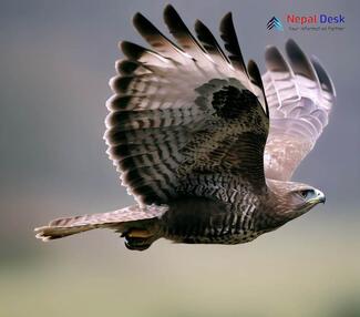 Upland Buzzard - Buteo hemilasius