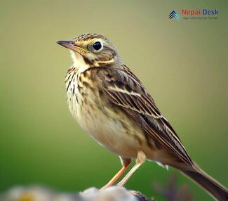 Upland Pipit - Anthus sylvanus