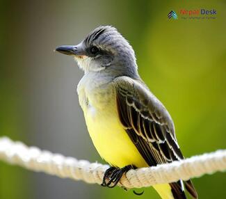 Western Kingbird - Tyrannus verticalis