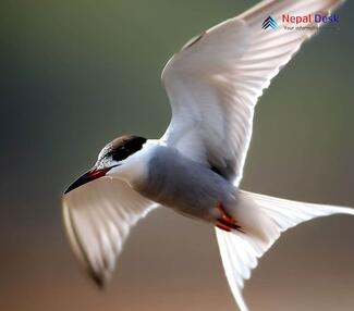 Whiskered Tern - Chlidonias hybrida