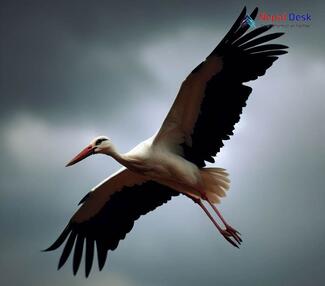 White Stork - Ciconia ciconia