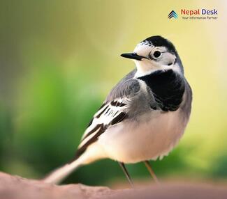 White Wagtail - Motacilla alba