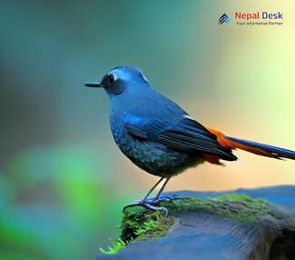 White-bellied Redstart - Luscinia phaenicuroides