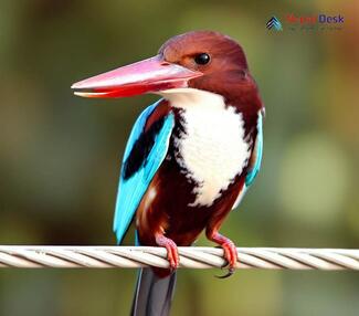 White-breasted Kingfisher_Halcyon smyrnensis