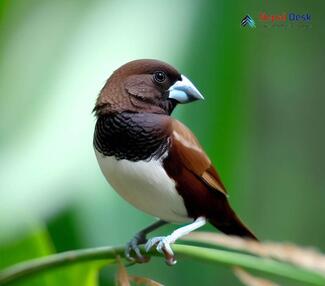 White-rumped Munia_Lonchura striata