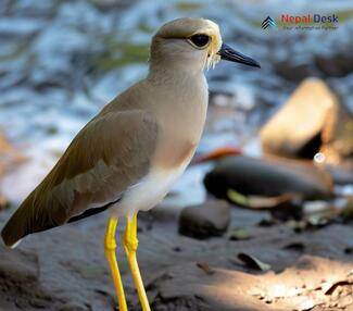 White-tailed Lapwing_Vanellus leucurus